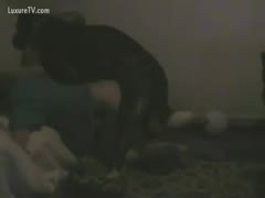At-home dog sex
